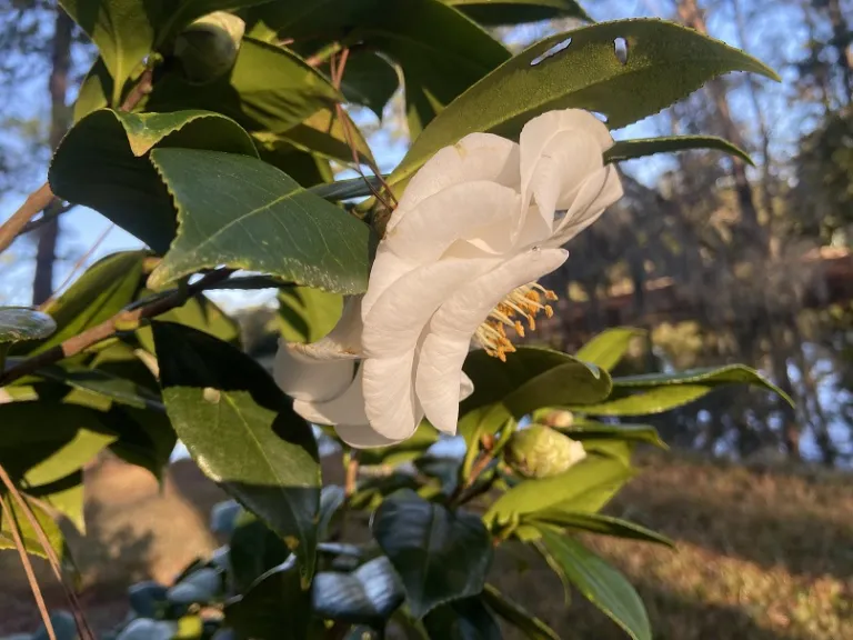 Camellia japonica 'Ivory Tower' flower