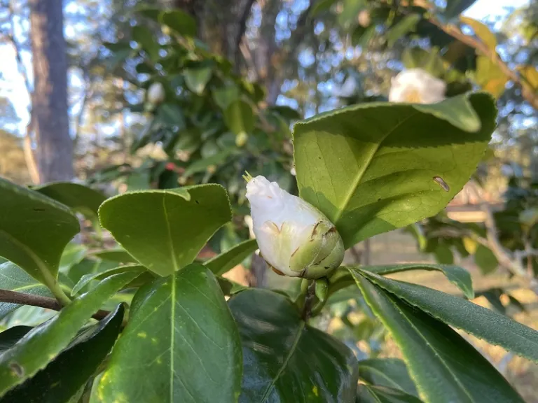 Camellia japonica 'Ivory Tower' flower bud