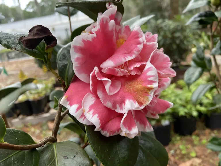 Camellia japonica 'Jean Clere' flower