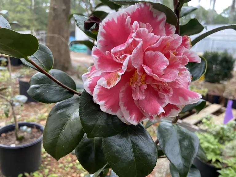 Camellia japonica 'Jean Clere' flower