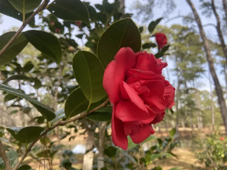 Camellia japonica 'Kramer's Supreme' flower