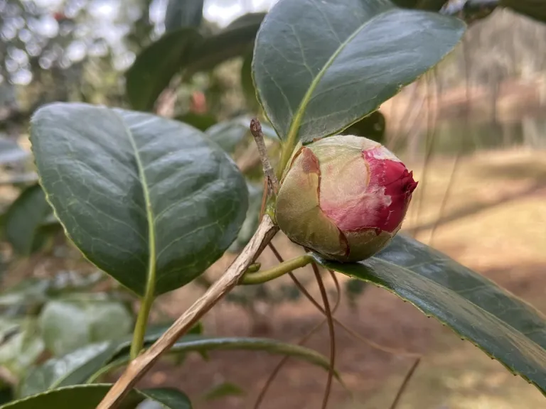 Camellia japonica 'Kramer's Supreme' flower bud
