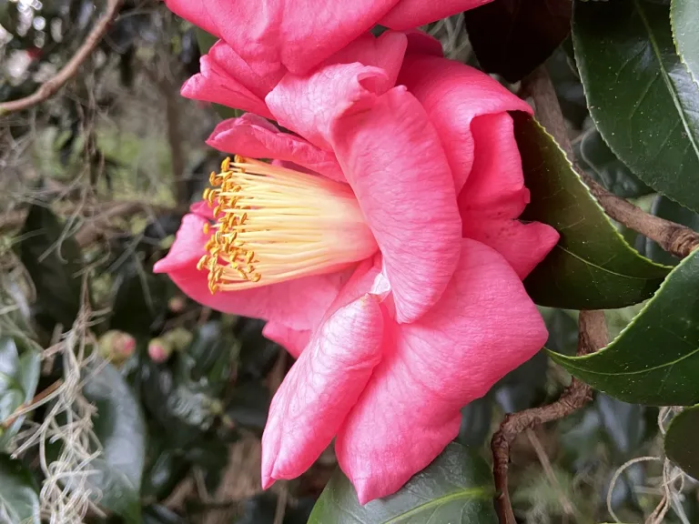 Camellia japonica 'Lady Clare' flower