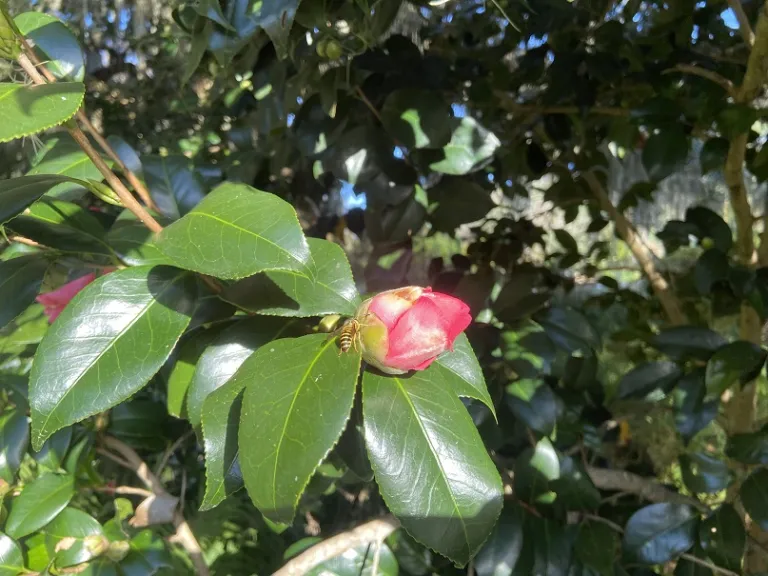 Camellia japonica 'Lady Clare' flower bud