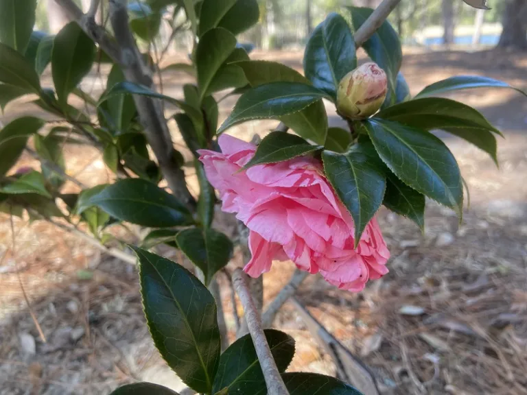 Camellia japonica 'Lady Laura' flower