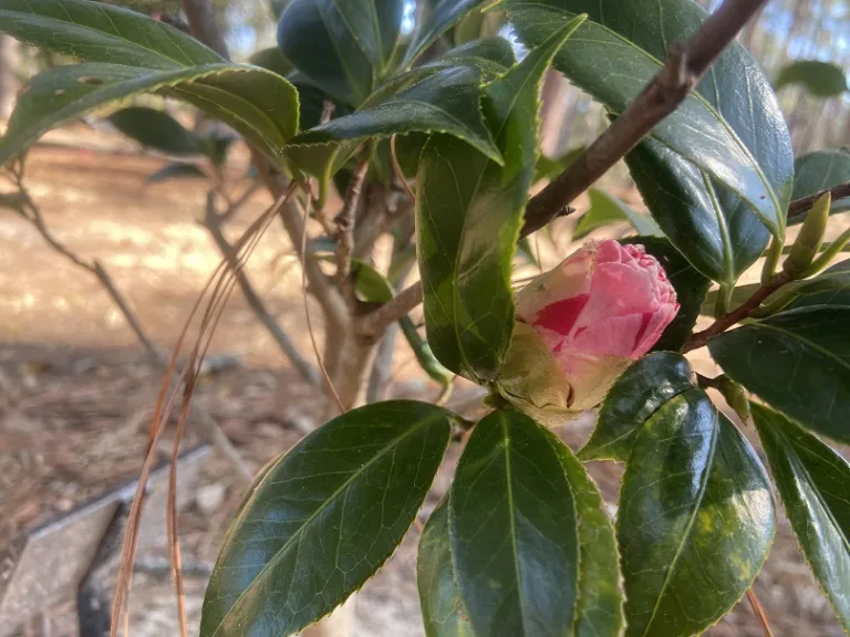 Camellia japonica 'Lady Laura' flower bud