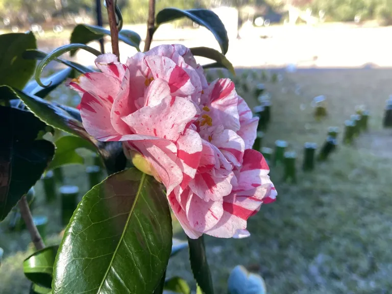 Camellia japonica 'Mabel Bryan Strawberry' flower