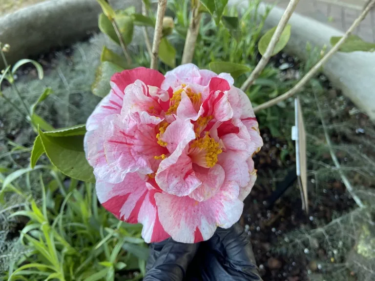 Camellia japonica 'Mabel Bryan Strawberry' flower