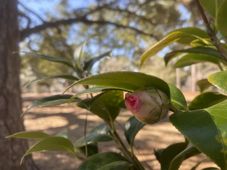 Camellia japonica 'Margaret Davis' flower bud