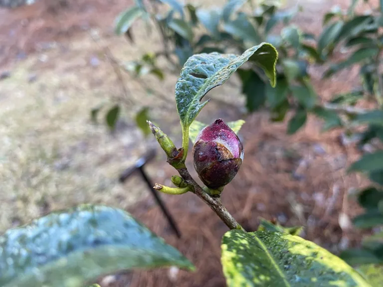 Camellia japonica 'Maroon and Gold Variegated' flower bud
