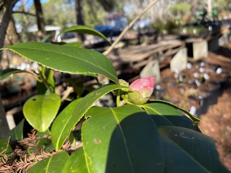 Camellia japonica 'Mini Pink' flower bud