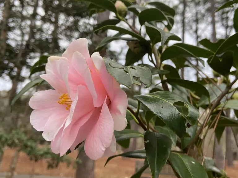Camellia japonica 'Miss Aiken' flower
