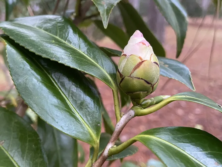 Camellia japonica 'Miss Aiken' flower bud
