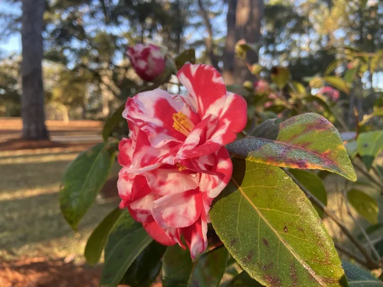 Camellia japonica 'Miss Charleston Variegated' flower
