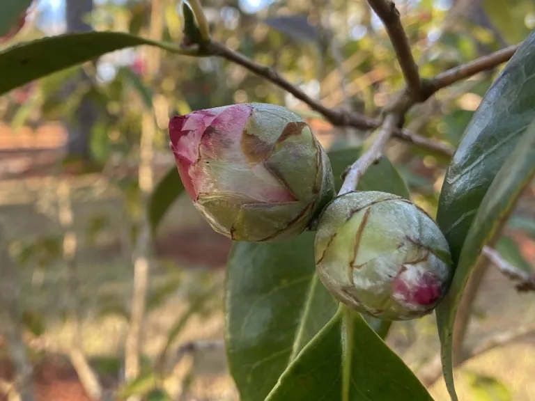 Camellia japonica 'Miss Charleston Variegated' flower bud