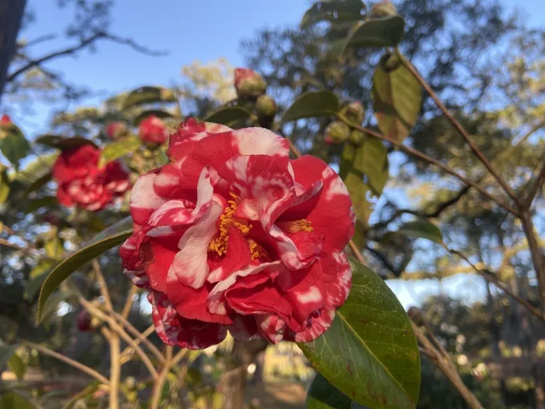 Camellia japonica 'Miss Charleston Variegated' flower