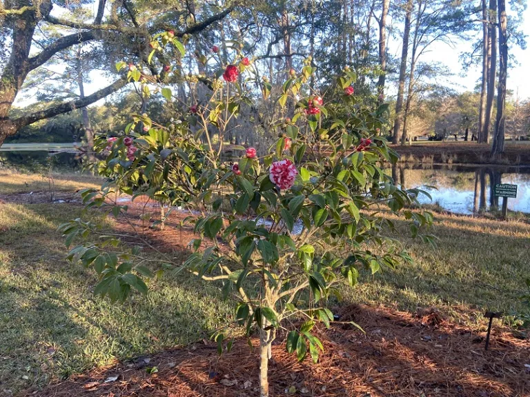 Camellia japonica 'Miss Charleston Variegated' flowering habit