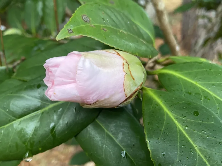 Camellia japonica 'Moonlight Bay' flower bud