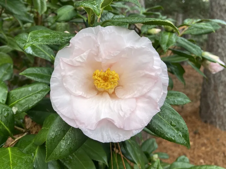 Camellia japonica 'Moonlight Bay' flower