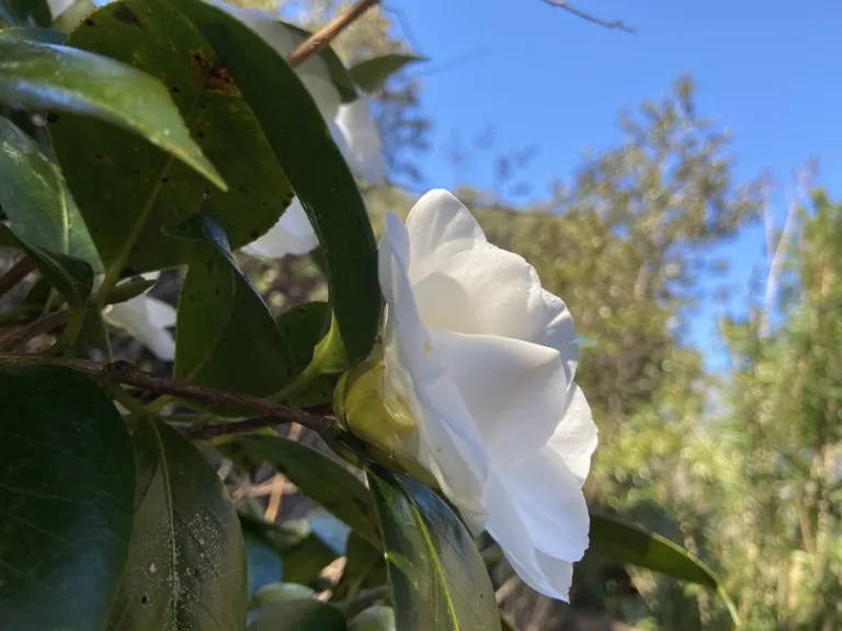Camellia japonica 'Nuccio's Gem' flower