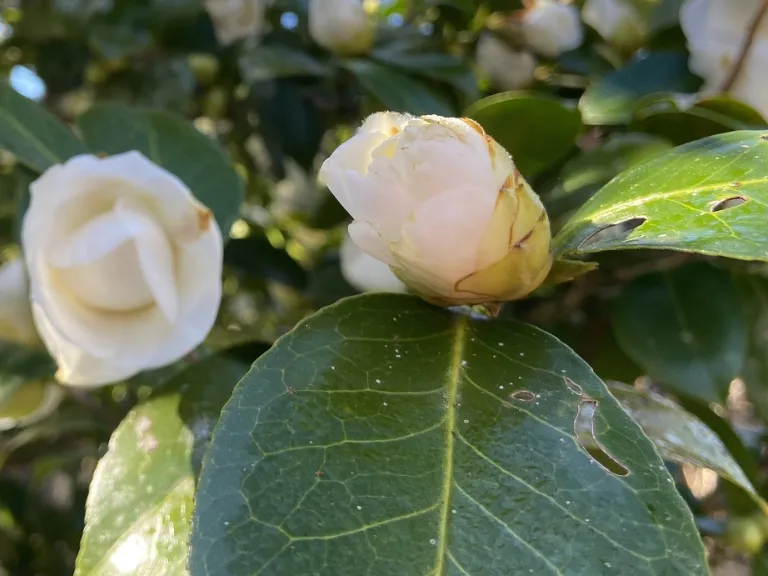 Camellia japonica 'Nuccio's Gem' flower bud