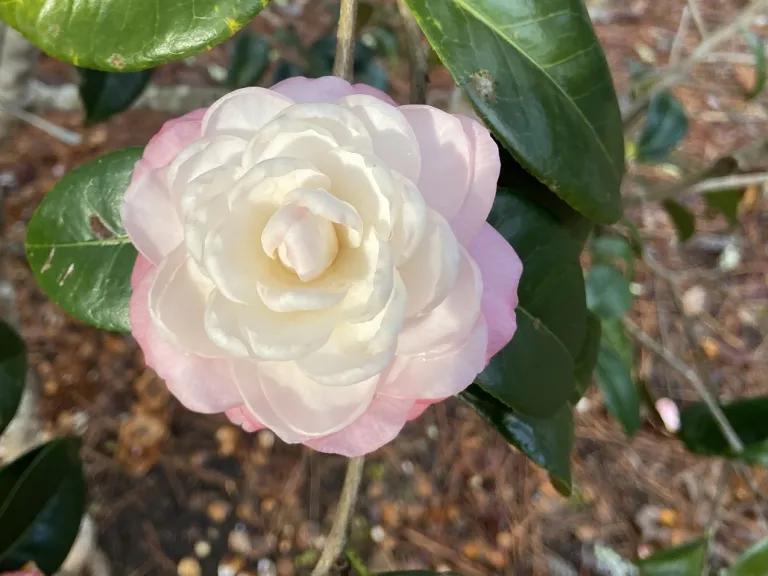 Camellia japonica 'October Affair' flower