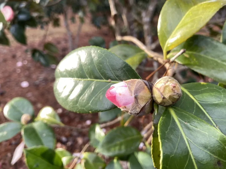 Camellia japonica 'October Affair' flower bud
