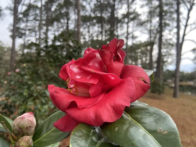 Camellia japonica 'Oscar B. Elmer' flower