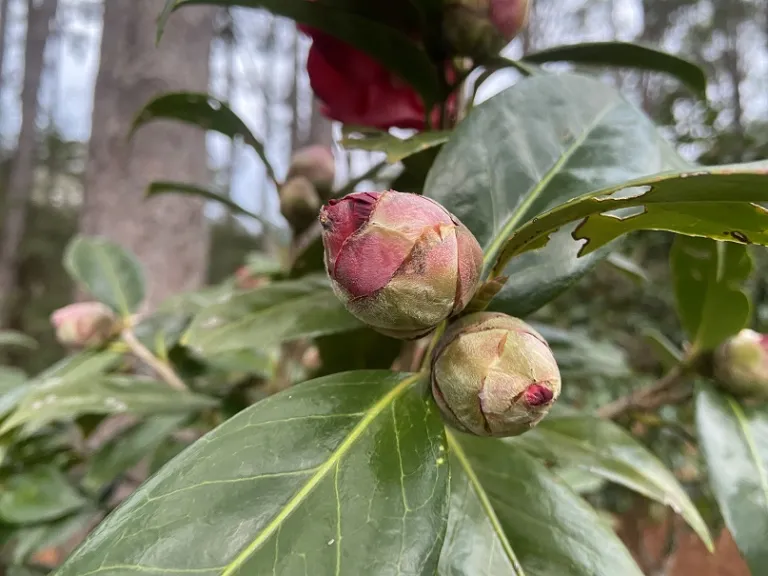 Camellia japonica 'Oscar B. Elmer' flower bud