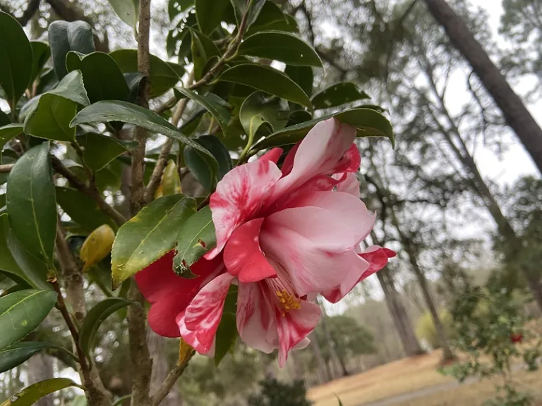 Camellia japonica 'Paul Haskee Variegated' flower