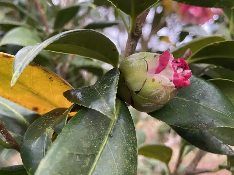 Camellia japonica 'Paul Haskee Variegated' flower bud