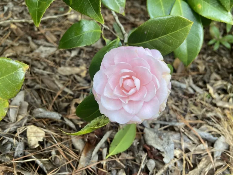 Camellia japonica 'Pink Perfection' flower