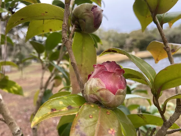 Camellia japonica 'Pirate's Gold Variegated' flower bud