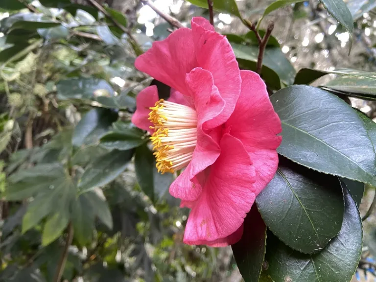Camellia japonica 'R.L. Wheeler' flower