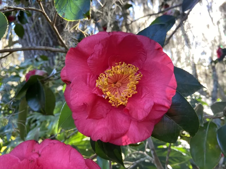 Camellia japonica 'R.L. Wheeler' flower