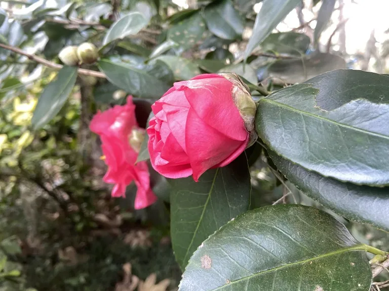 Camellia japonica 'R.L. Wheeler' flower bud