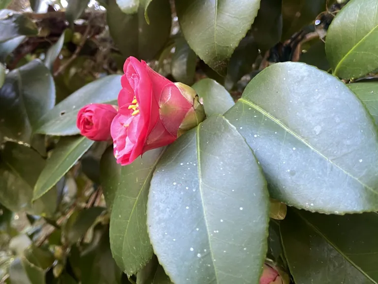 Camellia japonica 'Reverend John G. Drayton' flower