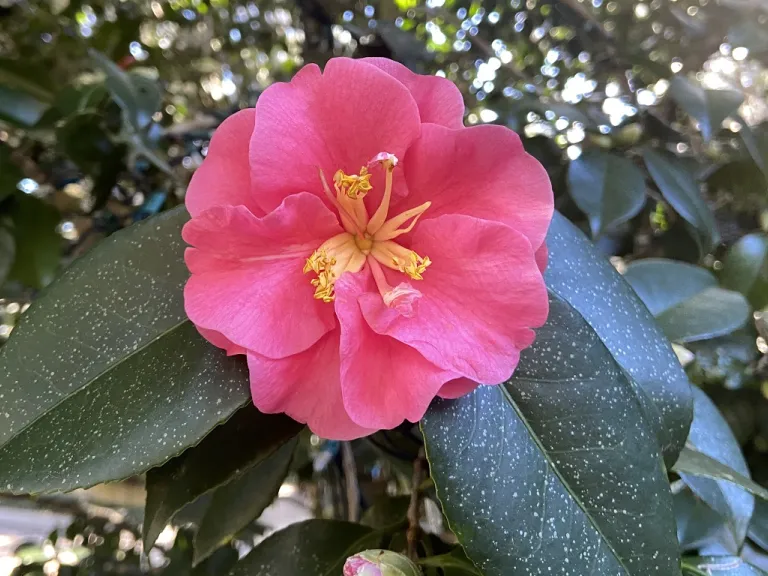 Camellia japonica 'Reverend John G. Drayton' flower