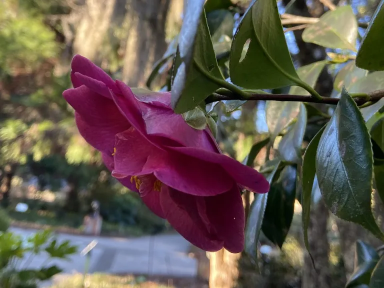 Camellia japonica 'Roosevelt Blues' flower