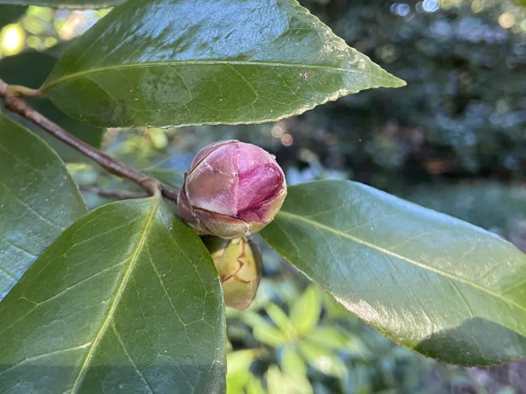Camellia japonica 'Roosevelt Blues' flower bud