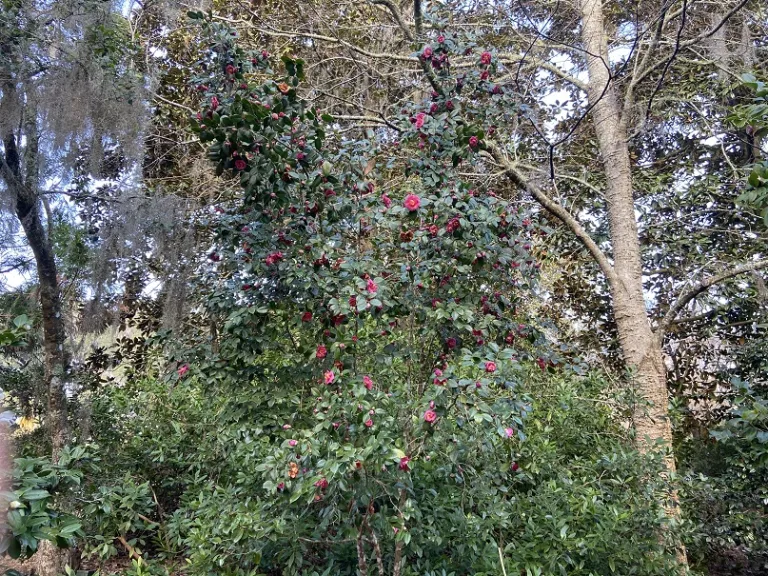 Camellia japonica 'Roosevelt Blues' flowering habit