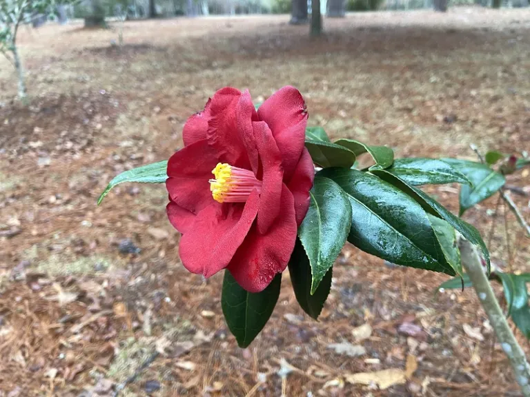 Camellia japonica 'Royal Velvet' flower