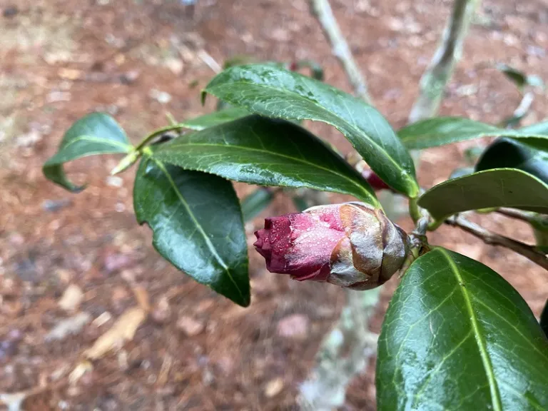 Camellia japonica 'Royal Velvet' flower bud