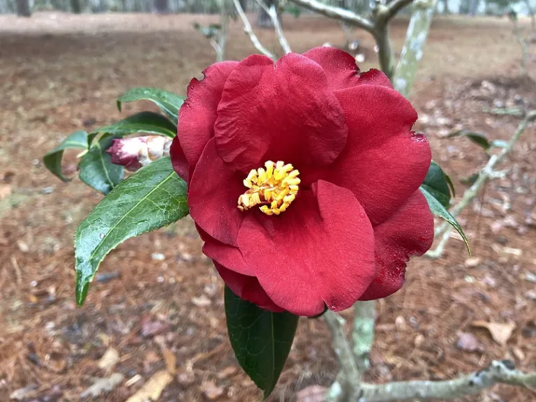 Camellia japonica 'Royal Velvet' flower