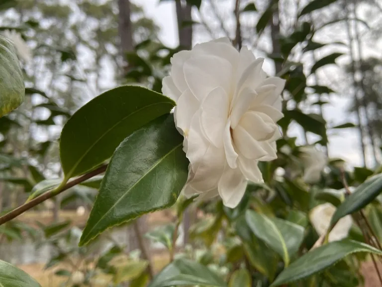 Camellia japonica 'Sea Foam' flower