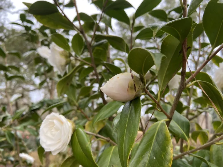 Camellia japonica 'Sea Foam' flower bud