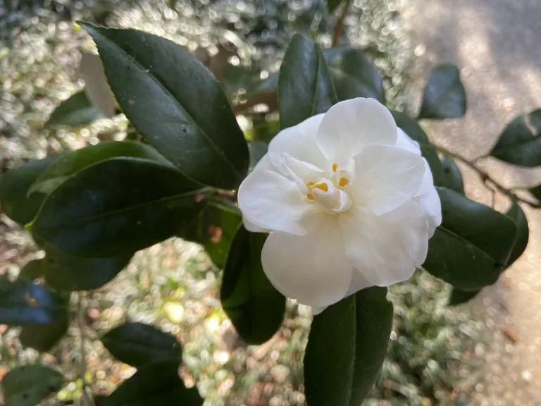 Camellia japonica 'Shiro-Botan' flower