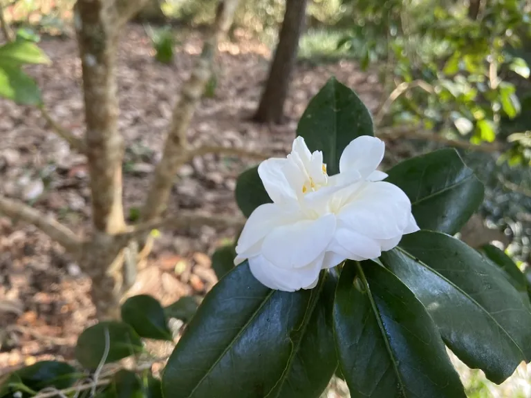 Camellia japonica 'Shiro-Botan' flower