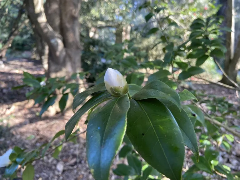 Camellia japonica 'Shiro-Botan' flower bud