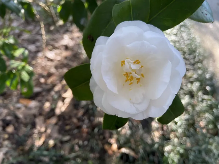 Camellia japonica 'Shiro-Botan'